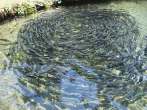 Riesiger Schwarm Fische in seichtem Wasser